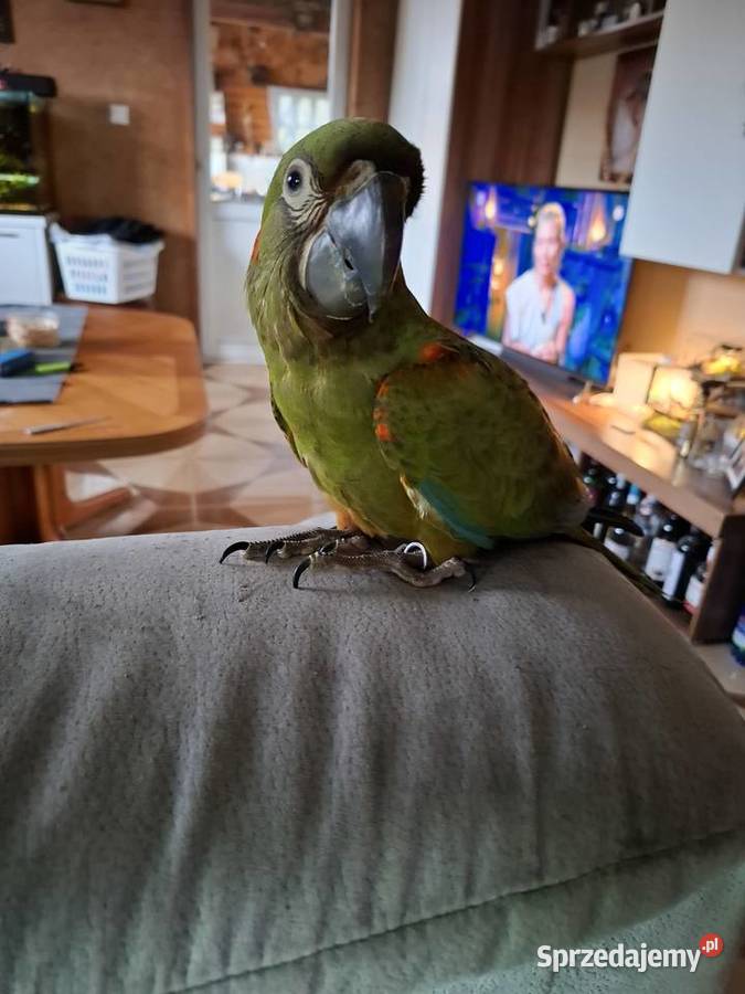 Ara rubrogenys Lipnica Mała