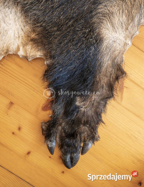 Dzik dekoracyjny skóra z dzika na podłogę skóra Szaflary