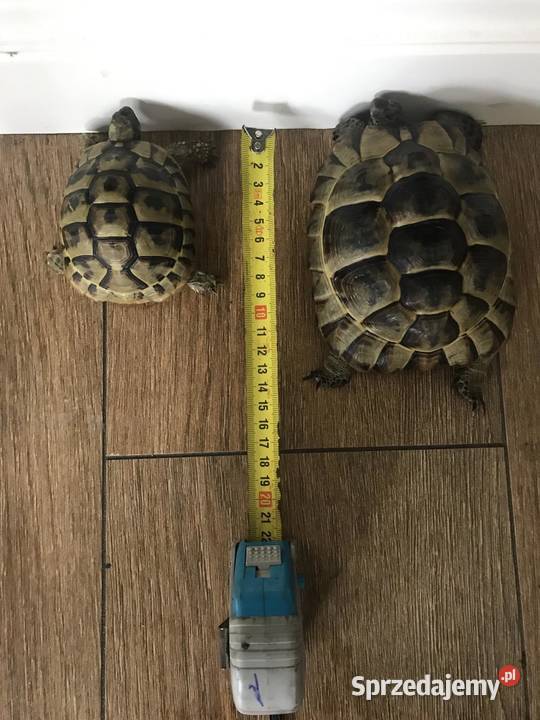 Żółwie greckie plus terrarium Piaseczno