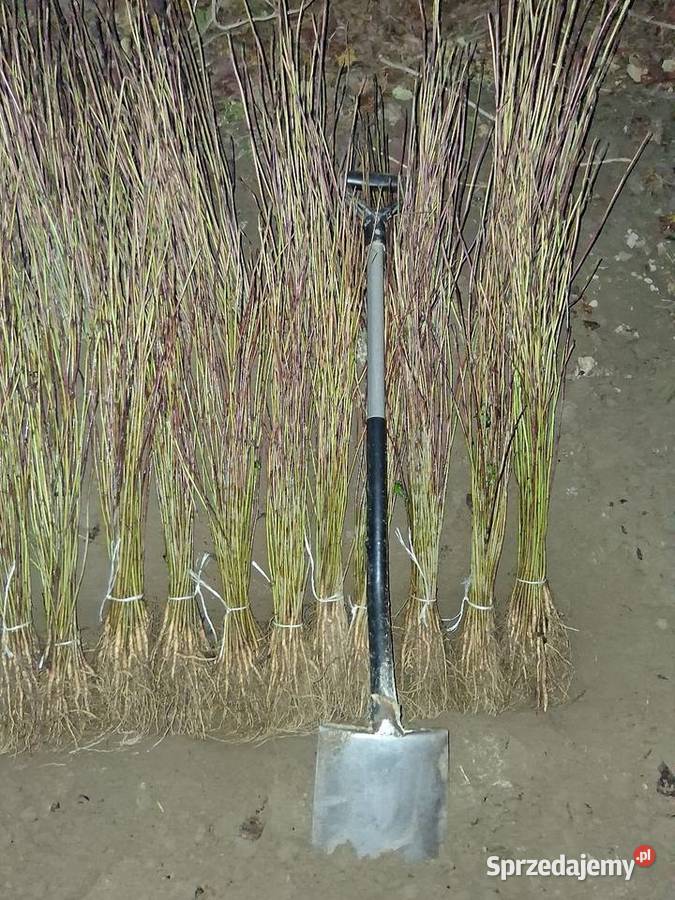 Sadzonki katalpy morwy białą czarna Chrząchów