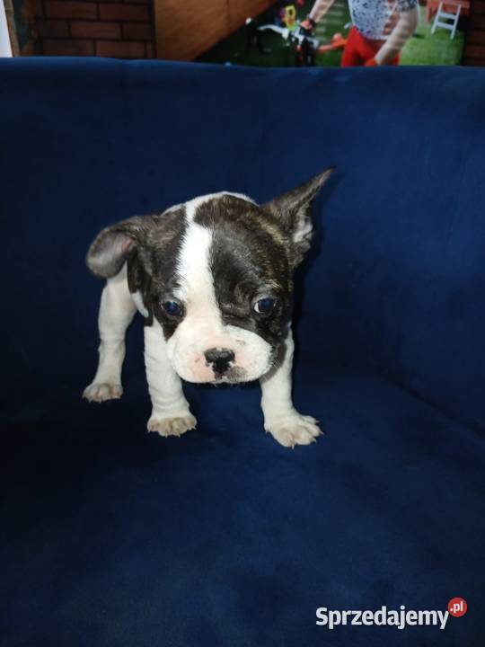 Buldog francuski piesek świętokrzyskie Przeczów