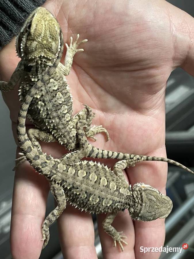 agama karłowat w Gliwicach śląskie Gliwice sprzedam