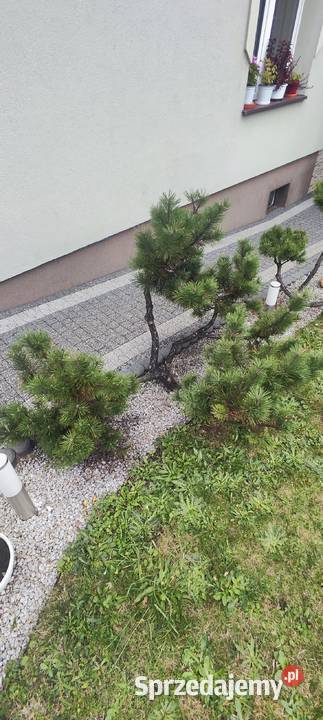 Bonsai sosna świerk jodła