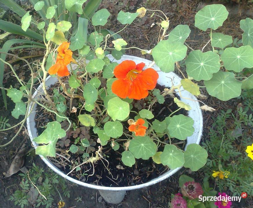Nasturcja niska 20 nasion Rośliny sprzedam