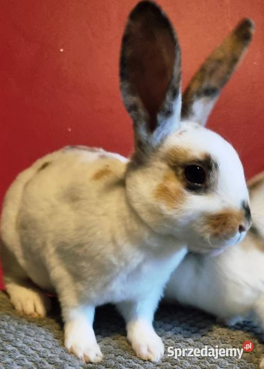Królik Mini Rex trójbarwny Katowice