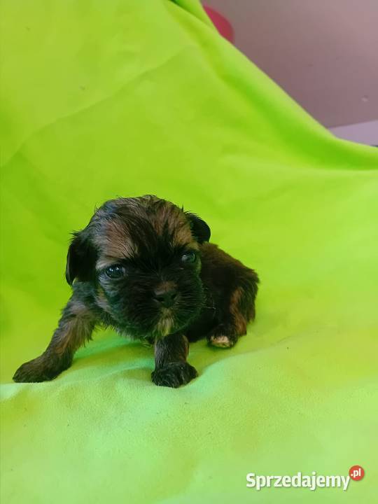 Czekoladowa Pieski Shihtzu pomorskie Reda