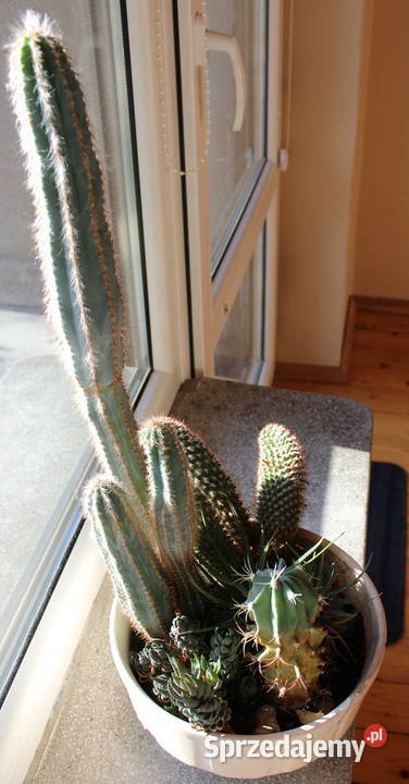 Sukulenty Kaktusy Żywe 5 Rodzajów 47 Kwiaty Kaktusy i sukulenty Bielsko-Biała sprzedam