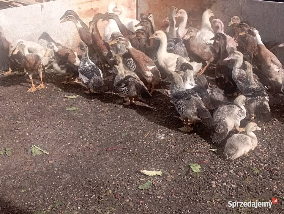Mix ODCHOWANYCH Różnych Kaczek 8 Gęsi 4 tyg śląskie Golasowice sprzedam