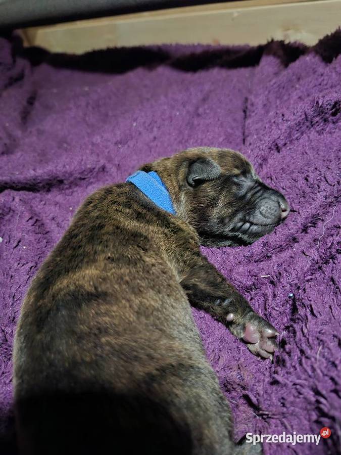 Owczarek Holenderski FCI szczeniaki