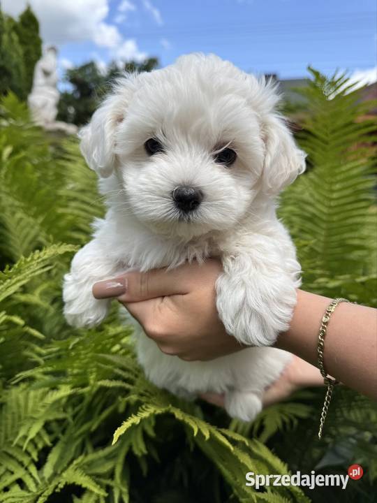 Cudowny Maltańczyk piesek z rodowodem Łódź