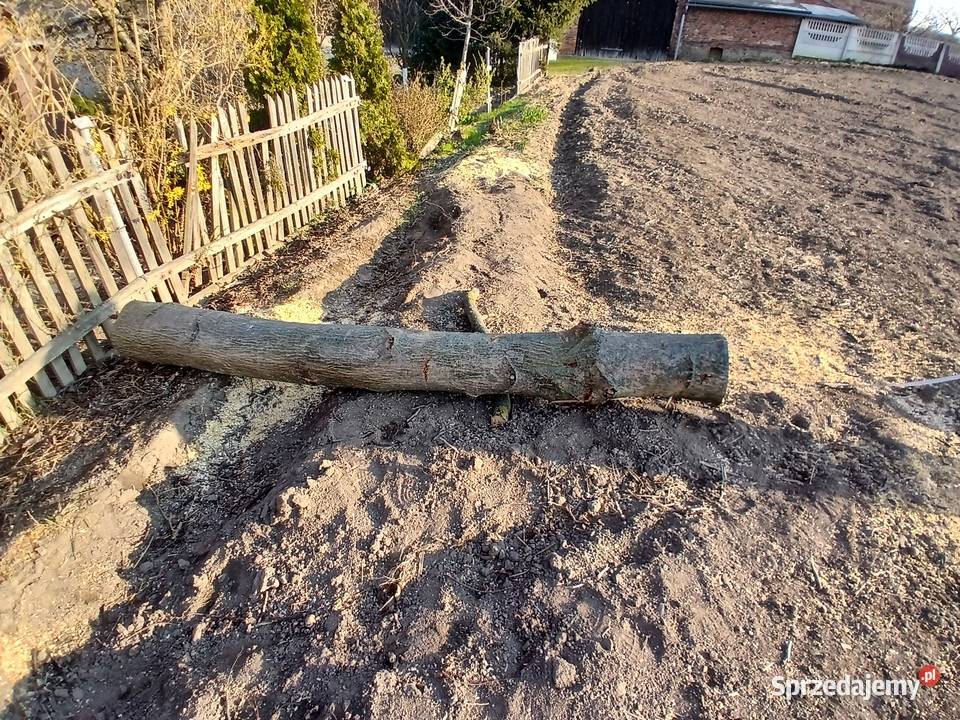 Sprzedam drewno orzech wloski Ząbkowice Śląskie