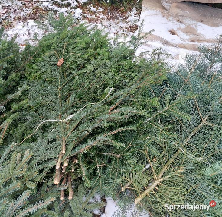 Stroisz gełęzie jodłą pospolita i inne Iglaste mazowieckie