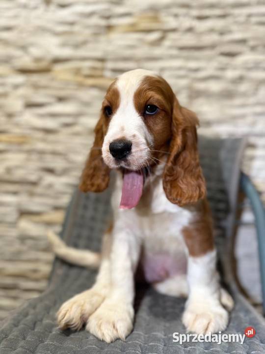 Wyjątkowy piesek Cocker Spaniel Angielski z Kraków