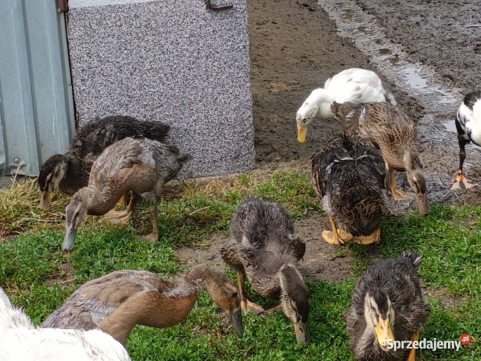 Kaczki ruańskie i biegusy Ostrów Wielkopolski