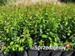 Pigwowiec japoński w doniczkach Chaenomeles sadz Rośliny Wisznice