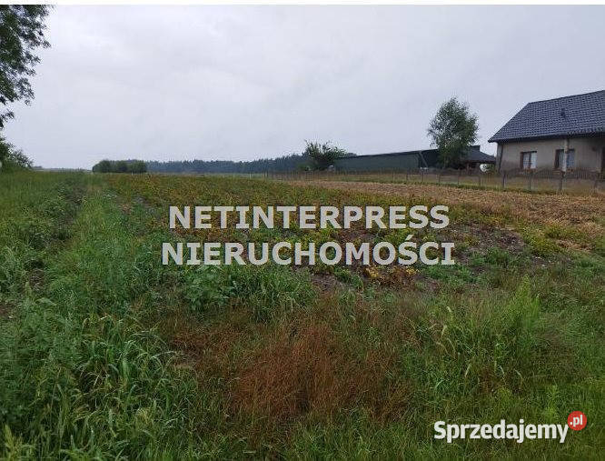 Grunt Tarłów 900m2 25zł/m2 świętokrzyskie