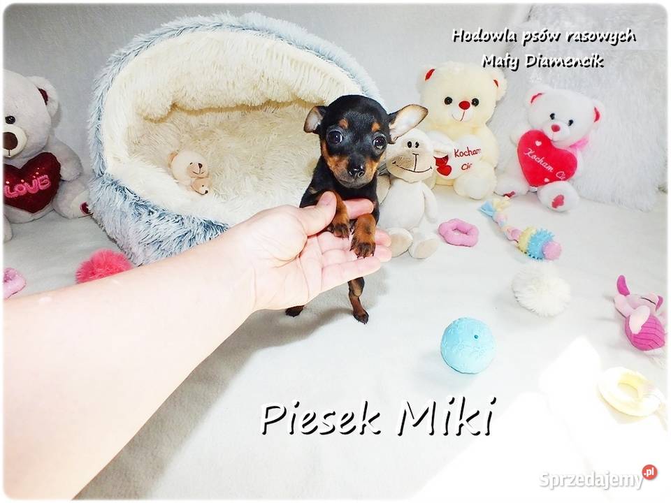 Pinczer miniaturowy Ratlerek tzwsarenka MINI Żary