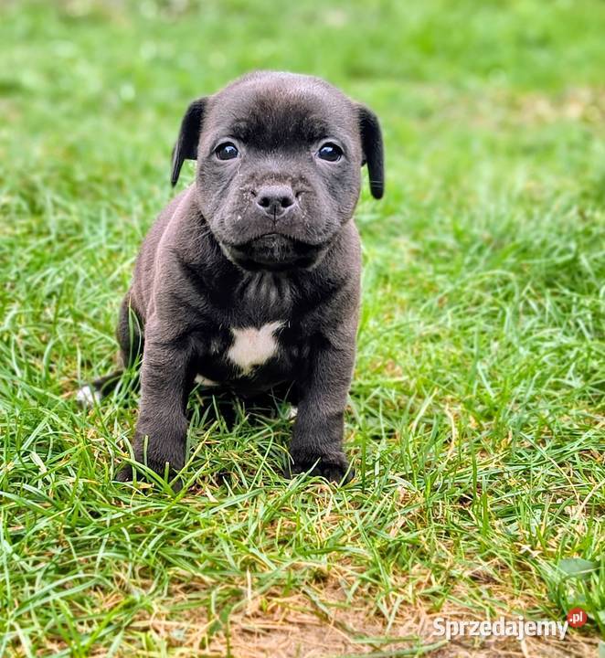 Staffordshire bull terrier Przysucha