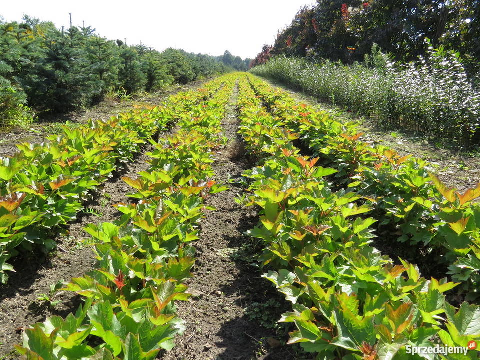 Kalina koralowa miododajna kwitnąca Miododajny Wisznice