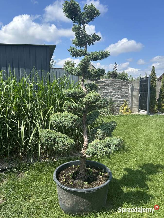 Bonsai drzewko jałowiec niebieskawy Radom