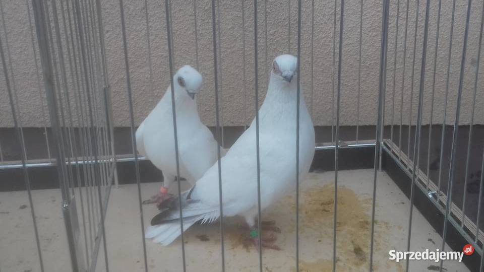 Gołębie rasowe ozdobne WINERKI podkarpackie Strzyżów