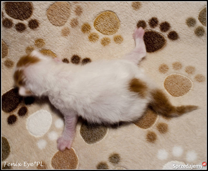 Turecki VAn Turkish VAn koty pływające Kraków sprzedam