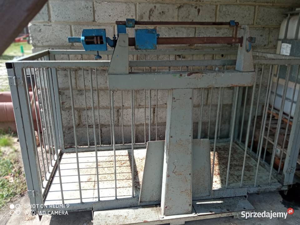 Waga inwentarzowa do bydła trzody