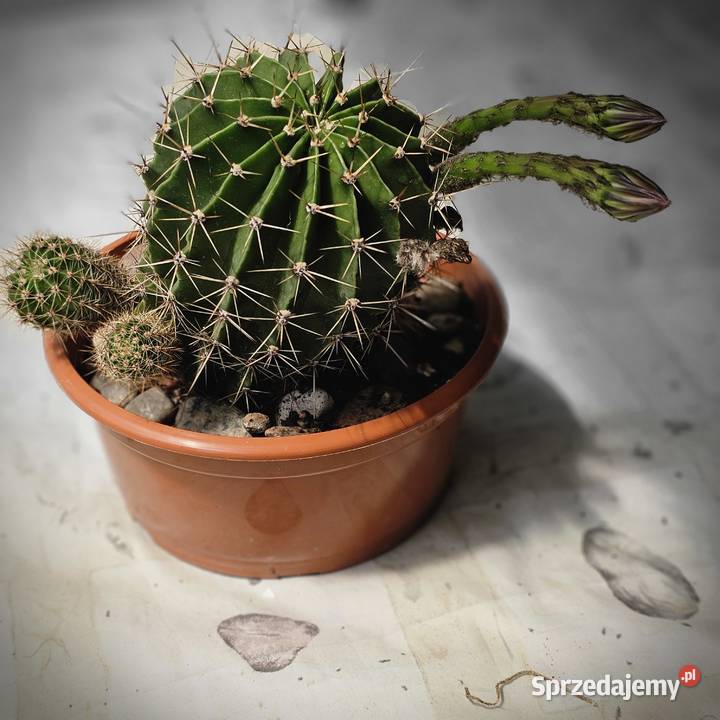 Kaktus Echinopsis Królowa nocy małopolskie Oświęcim