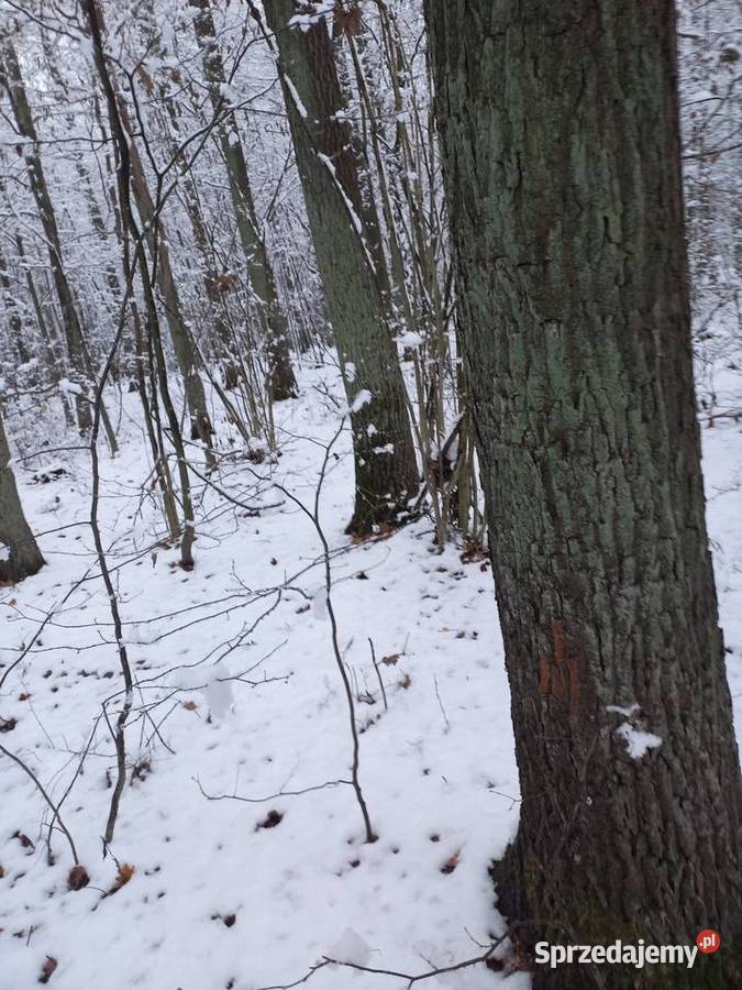 Sprzedam las dębowy Sprzedaż Siemiatycze sprzedam
