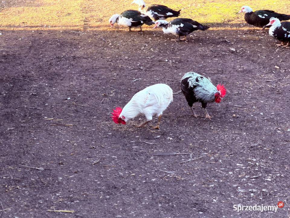 Kaczki kaczory koguty śląskie