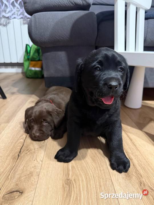 Pieski Labradora Retriever czekoladowe i czarne małopolskie Tarnów sprzedam