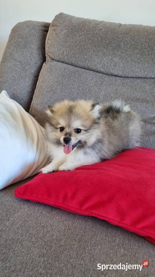 Szpic miniaturowy piesek Szpic miniaturowy Wieruszew