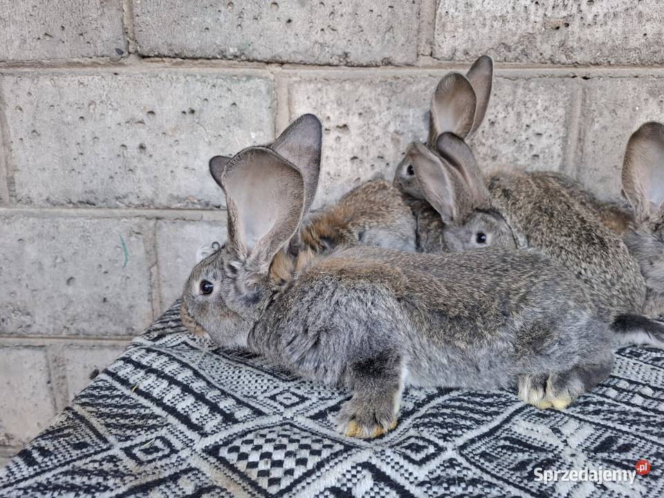 Olbrzym Belgijski Radom