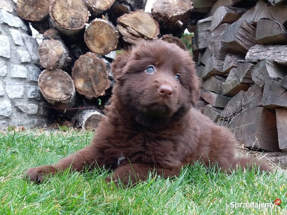 Owczarek niemiecki czekoladowy długowłosy Świerklany