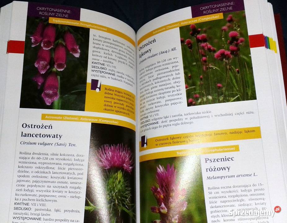 Atlas roślin Pascal Renata KrzyściakKosińska M Chełm sprzedam