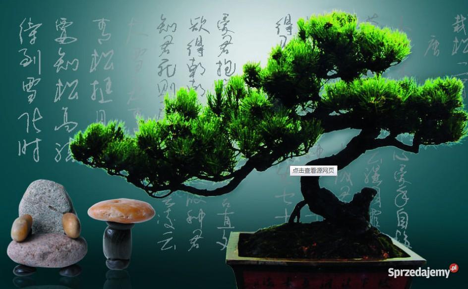 nasiona karowatej sosny bonsai, dostawa gratis - Sprzedajemy.pl