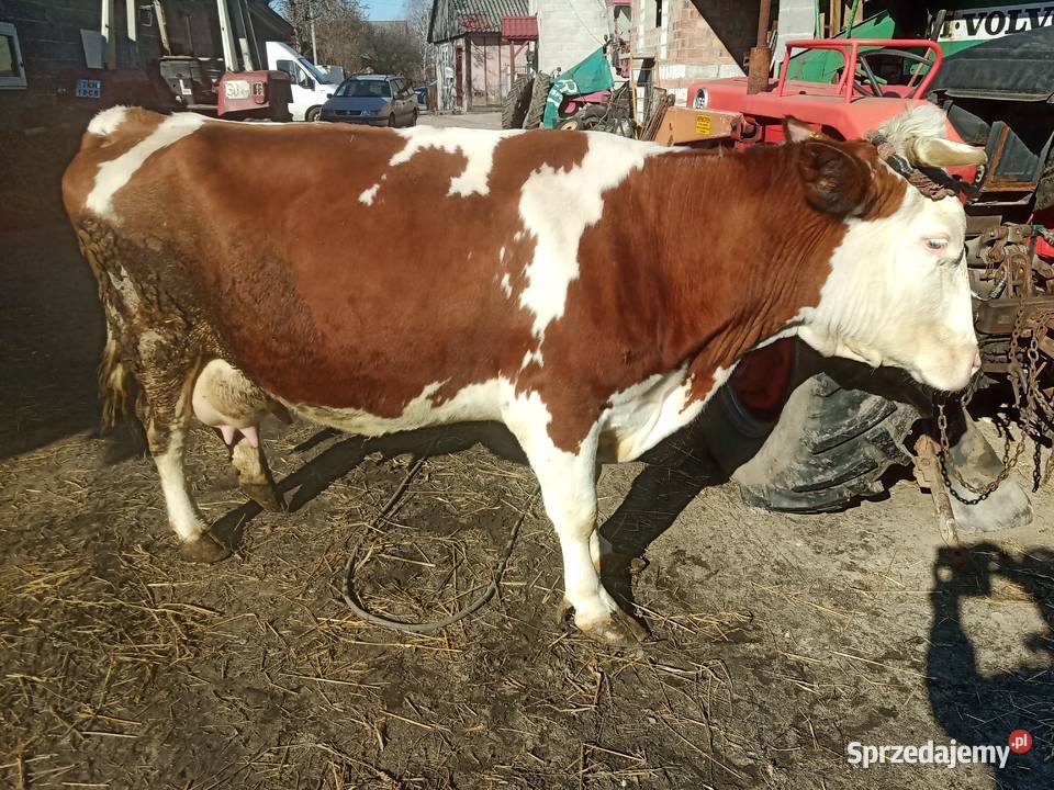 Krowa mleczna Simental Radoszyce