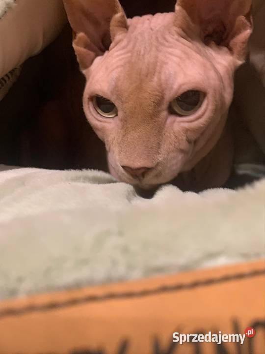 Sfinks Kanadyjski Reproduktor Krycie i reprodukcja wielkopolskie Leszno