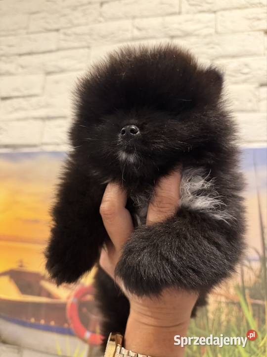 Szpic miniaturowy pomeranian boy Poniszowice sprzedam