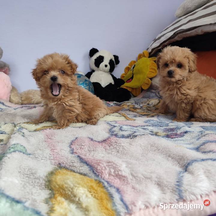 Maltipoo Pudel Toy szczeniaki Mini Już do podkarpackie Rzeszów
