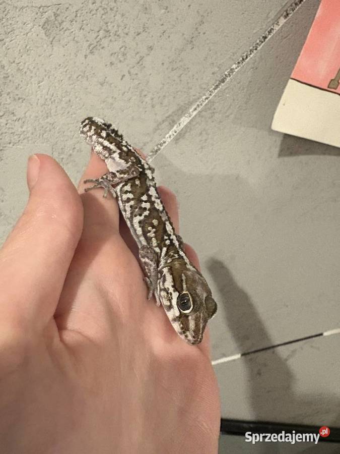 Sprzedam gekona madagaskarskiego Sulejówek