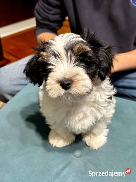 York terrier biewer Sieradz