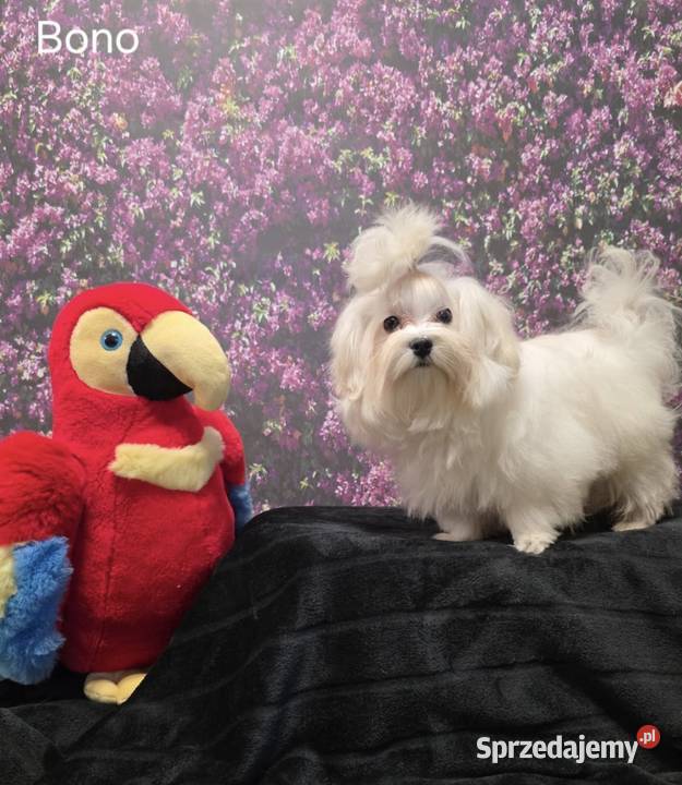 Pies Maltańczyk z rodowodem FCI lubelskie Chełm