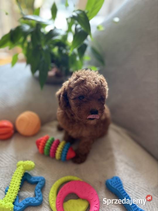 Pudel Miniatura samczyk Szczecin