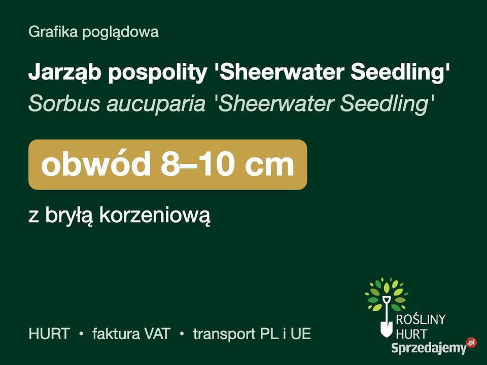 Jarząb pospolity Sheerwater Seedling obwód 810 z