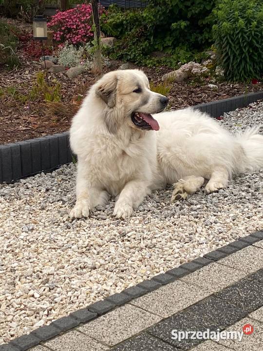 PIRENEJSKI PIES GÓRSKI SZCZENIĘ GOTOWE DO Berneński Pies Pasterski Tczew