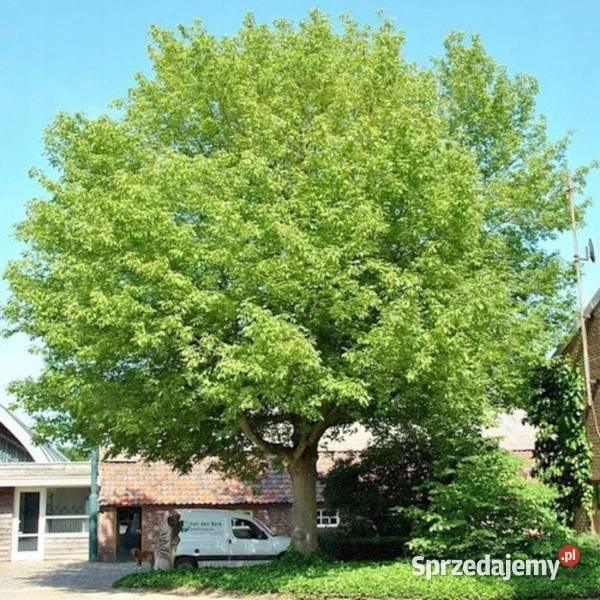 KLON JESIONOLISTNY Acer negundo NASIONA 300 Nasiona Lubanie