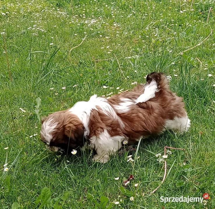 Szczeniak Shih tzu podkarpackie Jodłówka