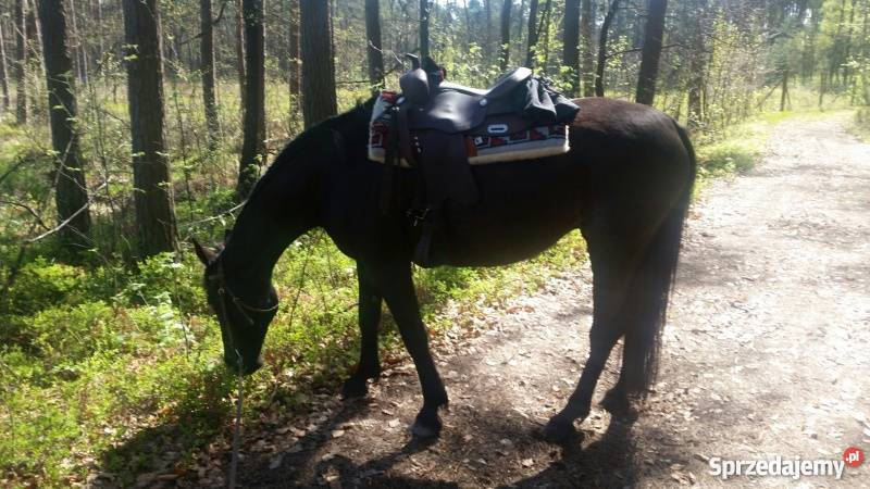Sprzedam siodło bezterlicowe westernowe 16 Kolbuszowa sprzedam