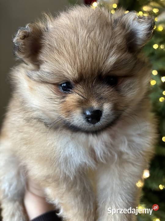 Szpic miniaturowy Pomeranian Radom